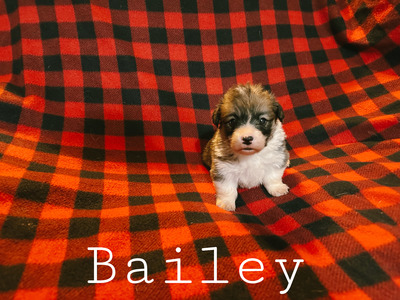 Bailey