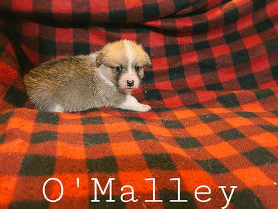 O’Malley
