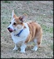 Martin’s Sir Fredrick Esquire (Freddy)