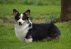 Hazelmere Mitch A Match IntCh, HSCh, SA.Ch., HCh. , Ro.Ch., Srb.Ch.