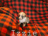 Izzie