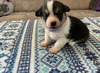 Blue Collar (Winston)